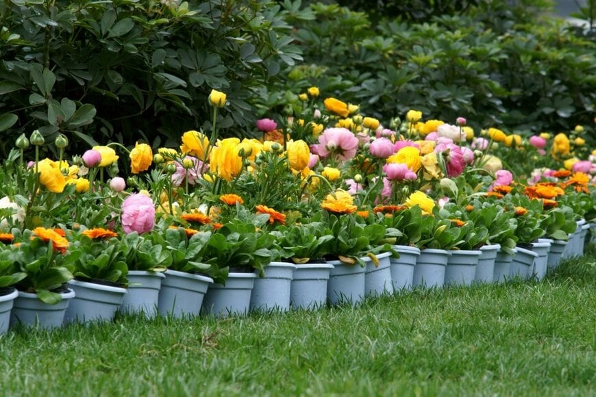 プラスチックの植木鉢が並んでいる。花が咲いている