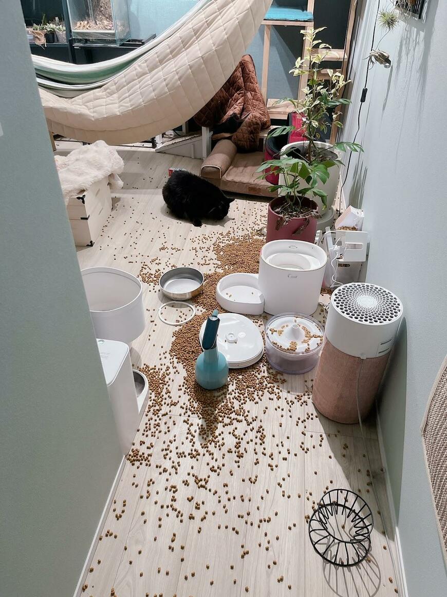 餌が散らばった部屋