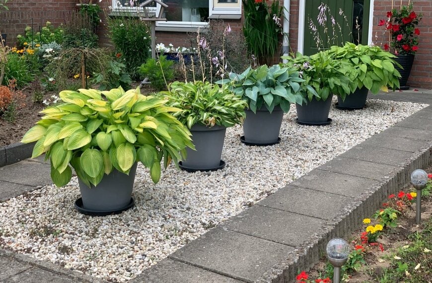 玄関前にギボウシが植えられたプランターが並んでいる