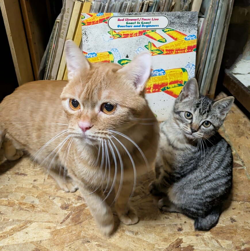 普段はやんちゃな子猫