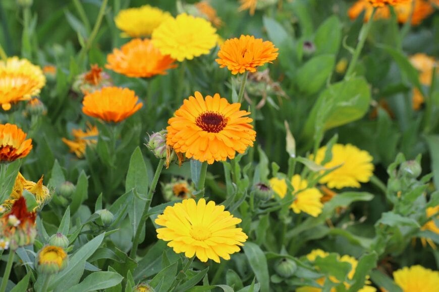 オレンジの花を咲かせている、カレンデュラ