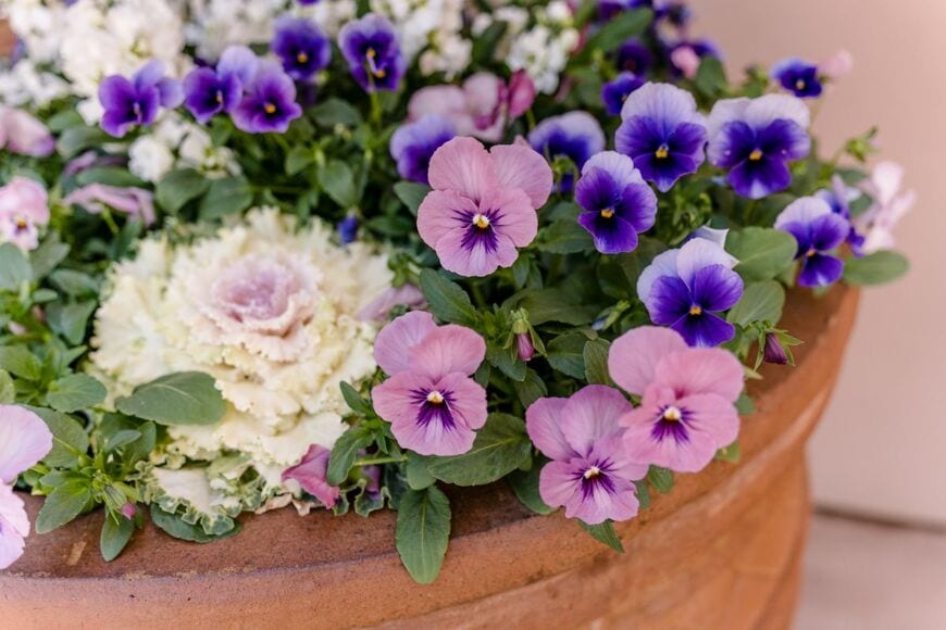 白い葉牡丹と、ピンクや青のビオラの寄せ植え