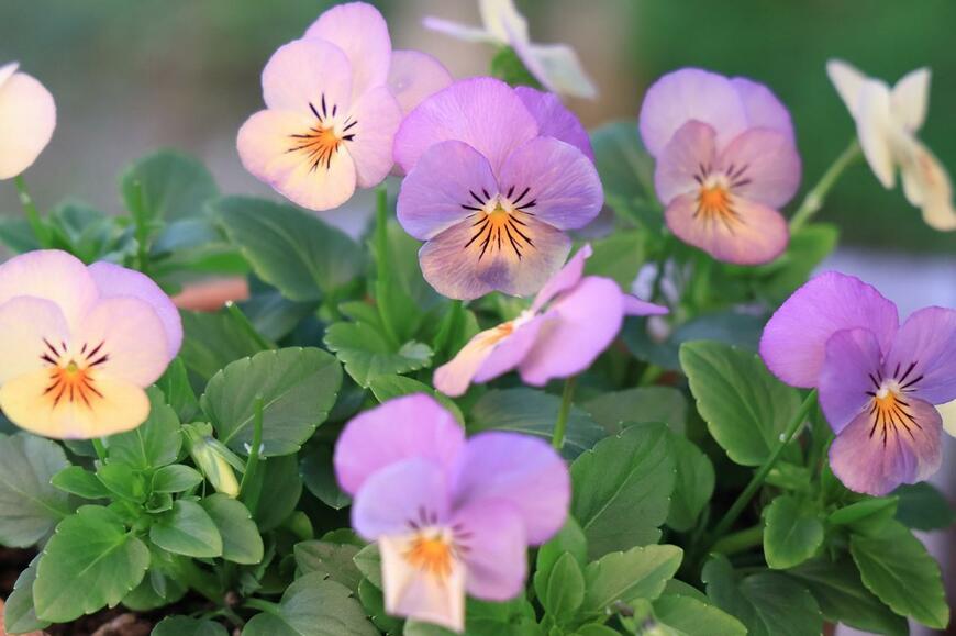 淡いオレンジ色や紫色の花を咲かせているパンプキン