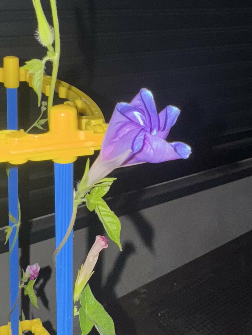 午前4時に撮影した朝顔