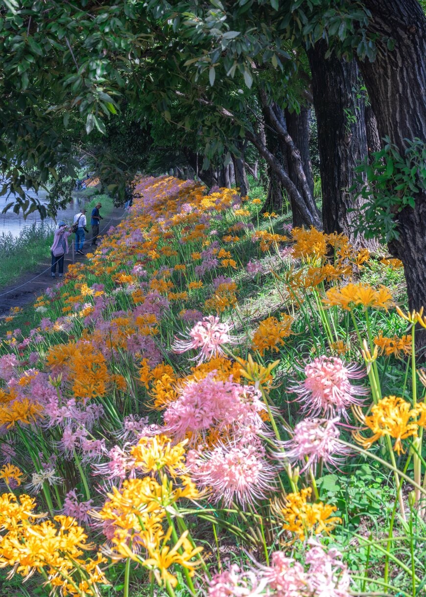 まるで花の絨毯のよう