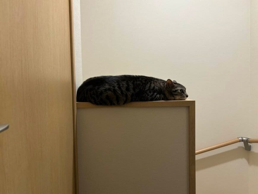 毛虫のような猫