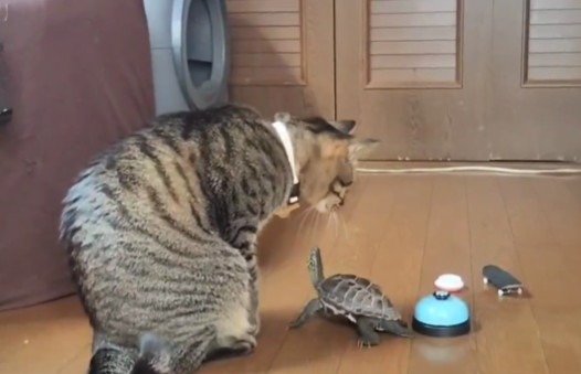 小雪ちゃんにかまってもらいたい軍曹くん