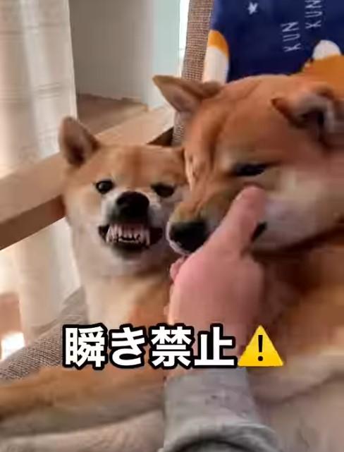 2匹の柴犬