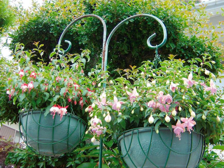 出所：サントリーフラワーズ　エンジェルス イヤリング