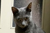 保護した兄弟猫の驚愕の「シンクロ3連発」が話題！