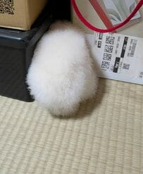 隙間に挟まる「メンフクロウの赤ちゃん」の2ヶ月後　やってることが変わらない姿にホッコリ「落ち着く？」
