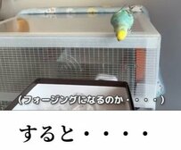 【インコとおやつ】小細工を攻略！おやつを隠されたインコが取ったまさかの攻略法に脱帽！