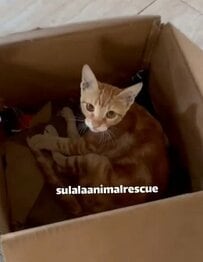 【保護猫】路上で置き去りにされた猫を救助！置き去りにされた原因に胸が締め付けられる
