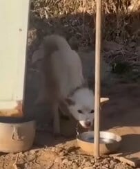 【保護犬】月3回しか餌をもらえなかった犬 人の優しさに触れ、心を開くまでの軌跡