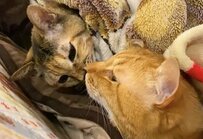 ご飯時に猫様たちが見せた甘々シーンに「熱々すぎて見てられません」の声