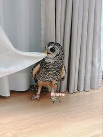 【お茶目なフクロウ】カーテンは遊び道具！楽しそうな姿に思わずニッコリ