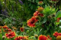 【暑夏のガーデニング】夏に花咲く《乾燥に強い植物3選》水やりの管理が簡単＆初心者でも育てやすい