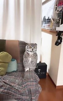 【飼い主を癒すフクロウ】リモートワークの飼い主さんを見守る2羽のフクロウが可愛い！