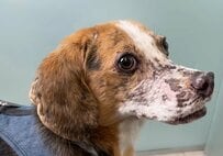 “重度の伝染病”を患った犬を保護 治療を経て回復した「3年後」ついに新たな家族のもとへ旅立つことに