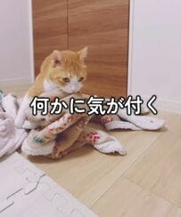 激臭毛布たちが大好きな猫ちゃん！新たに仲間入りさせた“まさかのもの”に笑ってしまう！