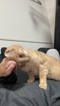 【どうしても撫でられたい】甘えんぼう猫ちゃん、強すぎる要求に「笑ってしまいました」の声