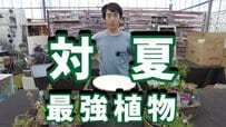 園芸のプロ一押し【対夏 最強植物】暑さと乾燥に強い《一年草》3選！水やり間に合わない人必見です