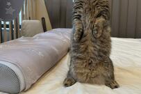 ドヤ顔で仁王立ちする猫「そのうちジョジョ立ちしそう」と話題に！ペットの不妊・去勢手術についても解説