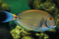 「この顔…友達になりたいw」“歯を見せて微笑む魚”が注目の的に「しゃべりそう」