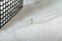 生まれたてほやほやの「赤ちゃんカマキリ」が可愛い… ちょこんと佇む姿に「癒しの極みだ」の声