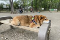 ベンチに佇む柴犬の後ろ姿　「カップケーキ」そっくりの頭頂部に笑ってしまう