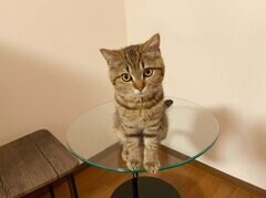 【子猫時代と現在の猫】では「どっちが好き」？“究極の二択”に反響の声が続出