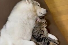赤ちゃんと添い寝する母…？ママ犬の愛に安心しきる保護猫が話題