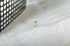 生まれたてほやほやの「赤ちゃんカマキリ」が可愛い… ちょこんと佇む姿に「癒しの極みだ」の声