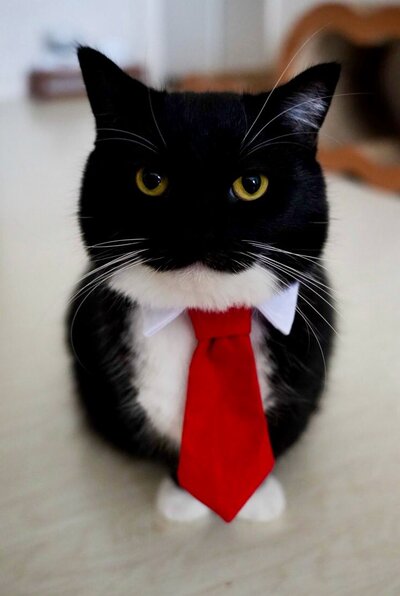 赤いネクタイをしめ、ちょこんとおすわりする猫のうにちゃん