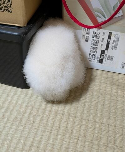 メンフクロウのおかゆちゃん