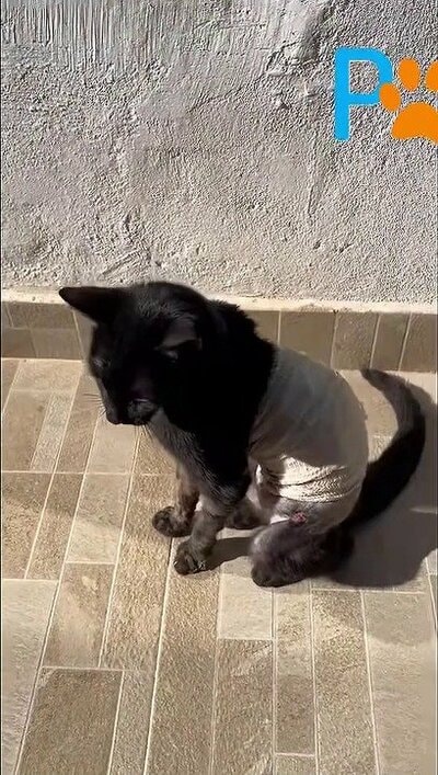 保護された当時のフェニックス