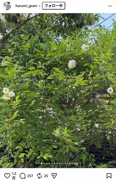 栗原はるみのInstagram投稿