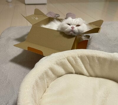 ペット用ベッドがあるのに箱でくつろぐ月ちゃん