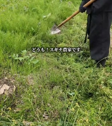 投稿の画像