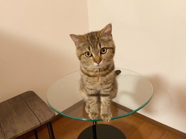 【子猫時代と現在の猫】では「どっちが好き」？“究極の二択”に反響の声が続出
