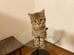 【子猫時代と現在の猫】では「どっちが好き」？“究極の二択”に反響の声が続出