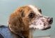 “重度の伝染病”を患った犬を保護 治療を経て回復した「3年後」ついに新たな家族のもとへ旅立つことに