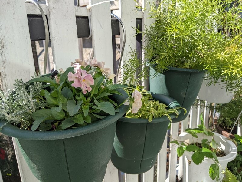 セリア、ハンギング鉢筆者撮影写真