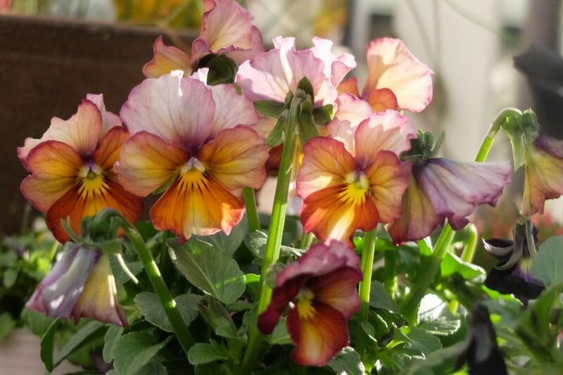 まだまだ咲く【パンジー＆ビオラ】がぐっと長持ち！簡単なひと手間「花がら摘み」でたくさんの花を楽しみたい！〈ガーデニング実践レポート〉