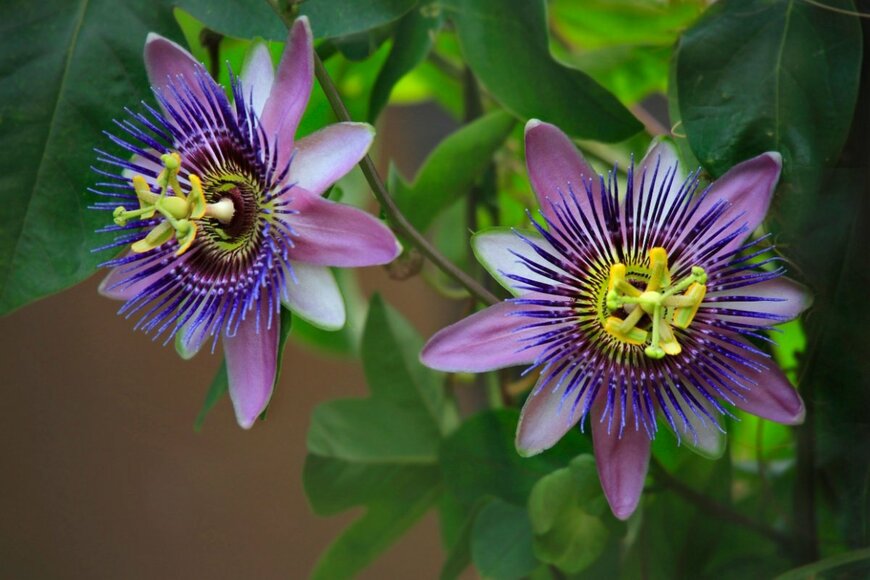 R. Maximiliane/shutterstock.com