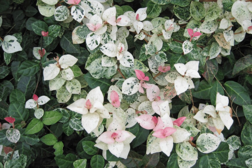 meiko_KODAKA/shutterstock.com