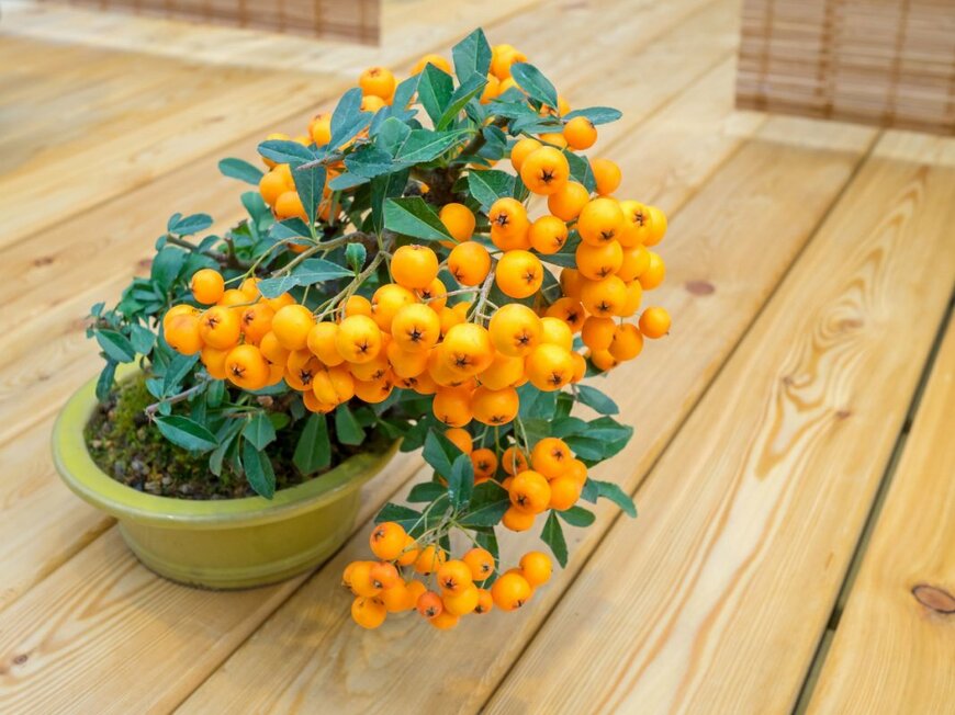 Kusska/shutterstock.com