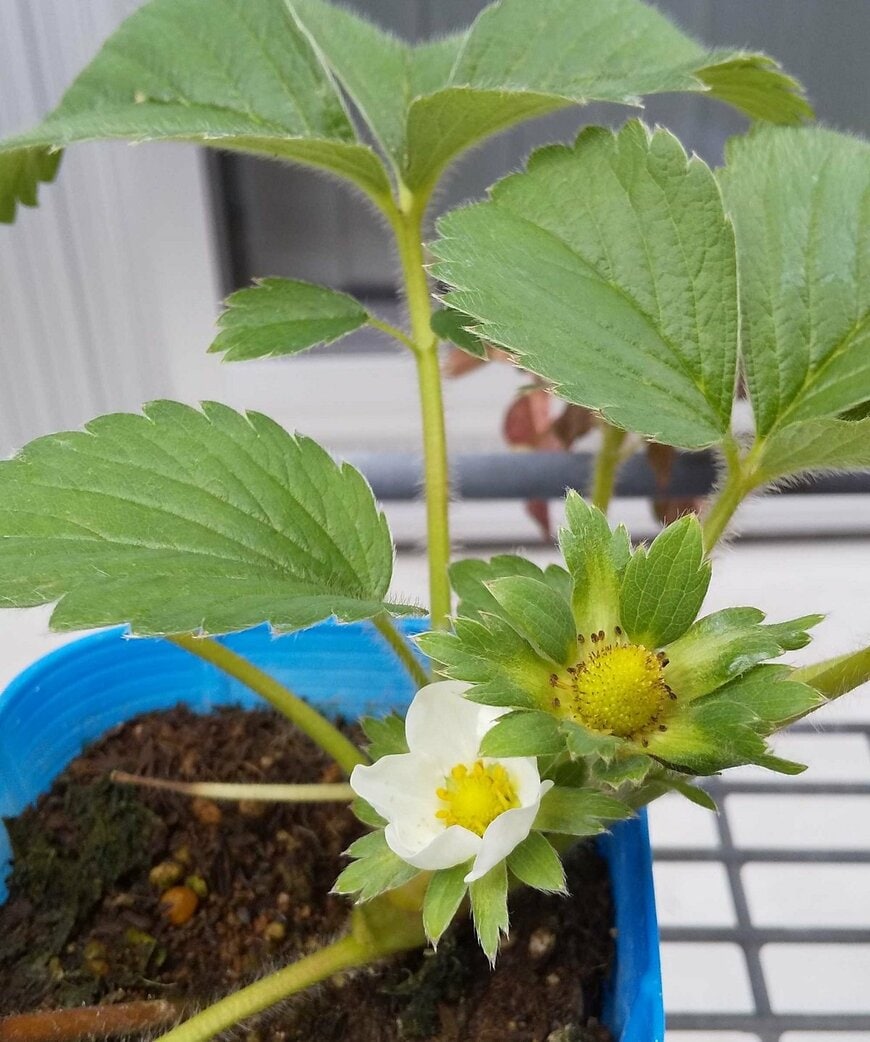 白い花の右側、肥大化している花床（LIMO編集部）