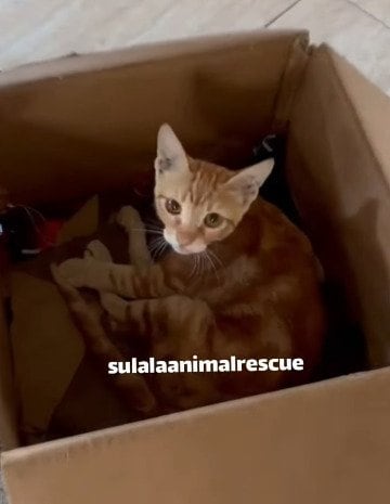 【保護猫】路上で置き去りにされた猫を救助！置き去りにされた原因に胸が締め付けられる