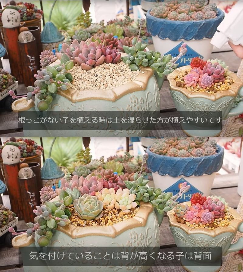 出所：@oliveandsucculentgarden